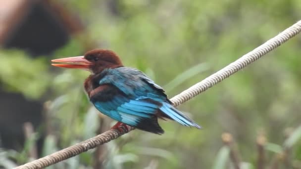 Bird Nightingale Bernyanyi Umum Atau Hanya Nightingale Luscinia Megarhynchos Juga — Stok Video
