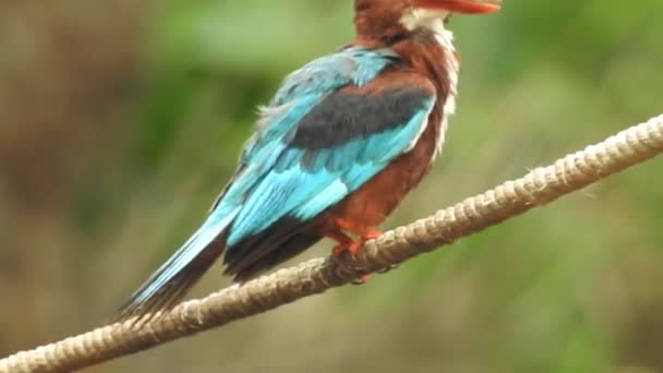 Słowik Śpiewający Słowik Zwyczajny Luscinia Megarhynchos Gatunek Małego Ptaka Rodziny — Wideo stockowe
