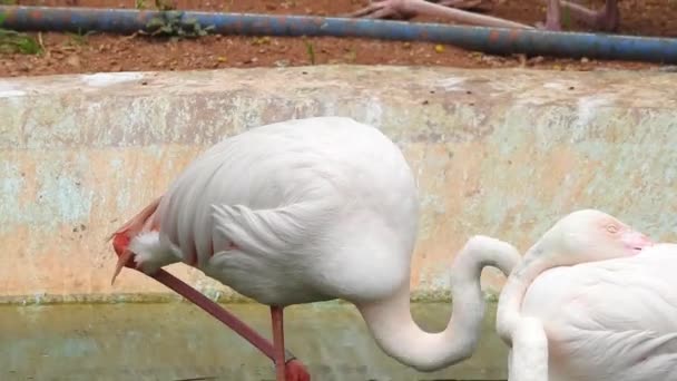 Grotere Flamingo Vechten Tijdens Het Voeden Bij Eker Creek Bahrein — Stockvideo