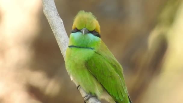 银嘴广播是泰国当地和国际上著名的鸟类 滑稽可笑的彩色鸟类 再加上如此宽的嘴 它是一种有趣的观鸟 歌唱夜莺鸟 普通夜莺或简单地 — 图库视频影像