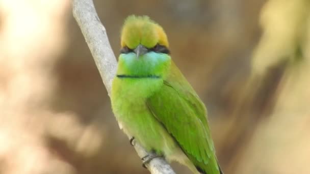 銀製のブロードビルは タイ国内外で有名な鳥です コミカルでばかばかしい色の鳥と とても広い法案ですが 見て楽しい鳥です 歌うナイチンゲール鳥 一般的なナイチンゲールや — ストック動画