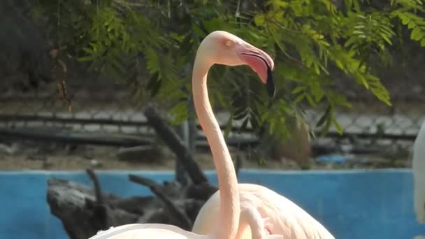 バーレーンのEker Creekで食事をしている間に より大きなフラミンゴの論争 ピンクの大きな鳥大フラミンゴ フェニコテルスゴム 水の中で カマルグ フランス フラミンゴは羽を掃除する 自然の野生動物のシーン — ストック動画