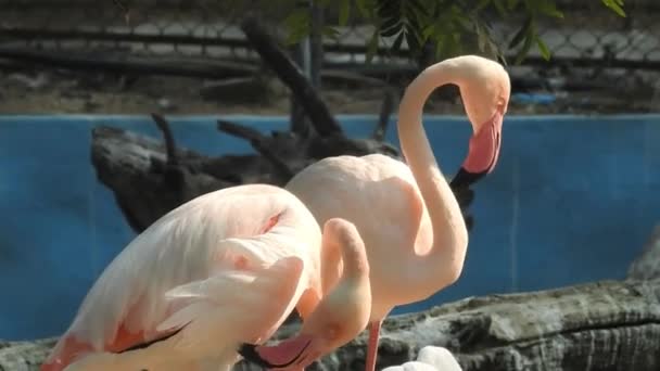 Större Flamingos Tvist Medan Matar Vid Eker Creek Bahrain Rosa — Stockvideo