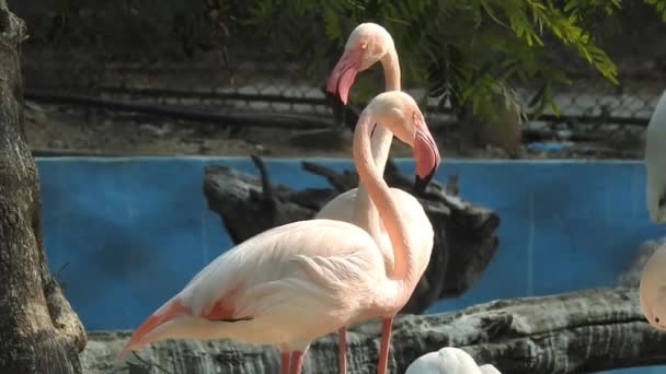 Greater Flamingos Disputa Enquanto Alimenta Eker Creek Bahrein Pássaros Grandes — Vídeo de Stock