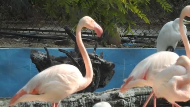 Greater Flamingos Dispute While Feeding Eker Creek Bahrain Pink Big — 비디오
