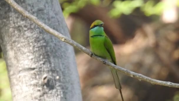 Broadbill Dal Petto Argento Uccello Famoso Thailandia Sia Locale Che — Video Stock