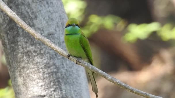 Cyanistes Caeruleus Wild Nature Czech Republic Free Nature Bird Tree — Wideo stockowe