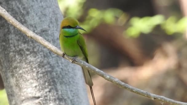 Cyanistes Caeruleus Wild Nature Czech Republic Free Nature Bird Tree — Stok Video