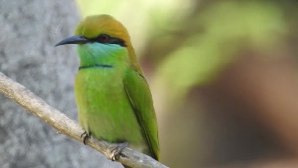 Cyanistes Caeruleus Wild Nature Czech Republic Free Nature Bird Tree — Stockvideo