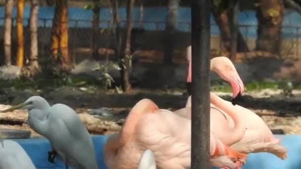 Różowe Duże Ptaki Wielkie Flamingi Fenicopterus Ruber Wodzie Camargue Francja — Wideo stockowe