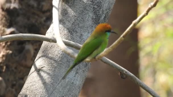 Cyanistes Caeruleus Wild Nature Czech Republic Free Nature Bird Tree — Vídeos de Stock
