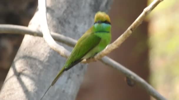 Cyanistes Caeruleus Wild Nature Czech Republic Free Nature Bird Tree — Αρχείο Βίντεο