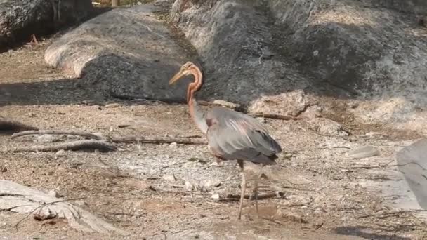 Pink Big Birds Greater Flamingos Phoenicopterus Ruber Water Camargue France — стокове відео