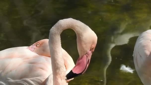Ροζ Μεγάλα Πουλιά Μεγαλύτερη Flamingos Phoenicopterus Ruber Στο Νερό Camargue — Αρχείο Βίντεο