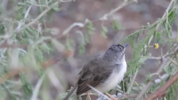 Дикі Птахи Змикаються Детальному Вигляді North Hawk Owl Полюванні Сідала — стокове відео