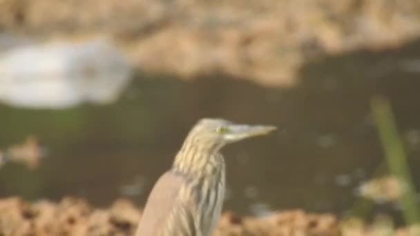 Wild Birds Closeup Detailed View Northern Hawk Owl Perch Hunting — 비디오