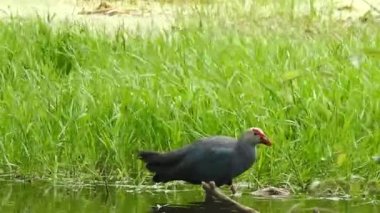 Vahşi kuşlar detaylı bir şekilde yaklaşır. Kuzey Şahin Baykuşu bir levrek avında. Kingfisher Bird, Crested Kingfisher Megaceryle Lugubris 'in kuş rengi geri döndü ve beyaz rengini aldı.