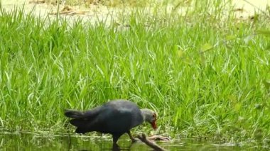 Vahşi kuşlar detaylı bir şekilde yaklaşır. Kuzey Şahin Baykuşu bir levrek avında. Kingfisher Bird, Crested Kingfisher Megaceryle Lugubris 'in kuş rengi geri döndü ve beyaz rengini aldı.