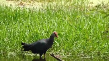 Vahşi kuşlar detaylı bir şekilde yaklaşır. Kuzey Şahin Baykuşu bir levrek avında. Kingfisher Bird, Crested Kingfisher Megaceryle Lugubris 'in kuş rengi geri döndü ve beyaz rengini aldı.