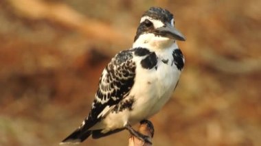 Vahşi kuşlar detaylı bir şekilde yaklaşır. Kuzey Şahin Baykuşu bir levrek avında. Kingfisher Bird, Crested Kingfisher Megaceryle Lugubris 'in kuş rengi geri döndü ve beyaz rengini aldı.