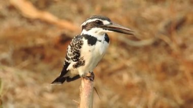 Vahşi kuşlar detaylı bir şekilde yaklaşır. Kuzey Şahin Baykuşu bir levrek avında. Kingfisher Bird, Crested Kingfisher Megaceryle Lugubris 'in kuş rengi geri döndü ve beyaz rengini aldı.