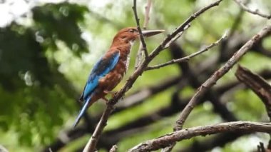 Vahşi kuşlar detaylı bir şekilde yaklaşır. Kuzey Şahin Baykuşu bir levrek avında. Kingfisher Bird, Crested Kingfisher Megaceryle Lugubris 'in kuş rengi geri döndü ve beyaz rengini aldı.