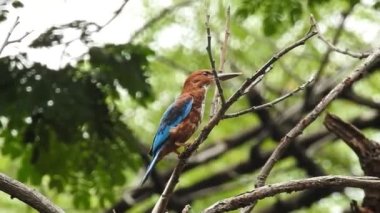 Vahşi kuşlar detaylı bir şekilde yaklaşır. Kuzey Şahin Baykuşu bir levrek avında. Kingfisher Bird, Crested Kingfisher Megaceryle Lugubris 'in kuş rengi geri döndü ve beyaz rengini aldı.