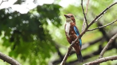 Vahşi kuşlar detaylı bir şekilde yaklaşır. Kuzey Şahin Baykuşu bir levrek avında. Kingfisher Bird, Crested Kingfisher Megaceryle Lugubris 'in kuş rengi geri döndü ve beyaz rengini aldı.