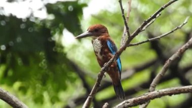 Vahşi kuşlar detaylı bir şekilde yaklaşır. Kuzey Şahin Baykuşu bir levrek avında. Kingfisher Bird, Crested Kingfisher Megaceryle Lugubris 'in kuş rengi geri döndü ve beyaz rengini aldı.
