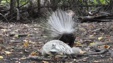 Magic Sparkles Fairy Dust Wand Particle Trail Gold Silver Transition. Magic Sparkles Fairy Dust Wand Particle Trail Silver Zigzag Transition. Transition Particle With Alpha, Blue Circle And Star. Sparkle Light Flying Particles Fairy Dust