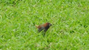 Vahşi kuşlar detaylı bir şekilde yaklaşır. Kuzey Şahin Baykuşu bir levrek avında. Kingfisher Bird, Crested Kingfisher Megaceryle Lugubris 'in kuş rengi geri döndü ve beyaz rengini aldı.