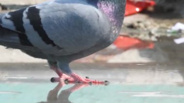 Vahşi kuşlar detaylı bir şekilde yaklaşır. Kuzey Şahin Baykuşu bir levrek avında. Kingfisher Bird, Crested Kingfisher Megaceryle Lugubris 'in kuş rengi geri döndü ve beyaz rengini aldı.