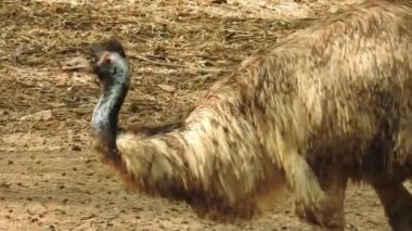 Magic Sparkles Fairy Dust Wand Particle Trail Gold Silver Transition. Magic Sparkles Fairy Dust Wand Particle Trail Silver Zigzag Transition. Transition Particle With Alpha, Blue Circle And Star. Sparkle Light Flying Particles Fairy Dust