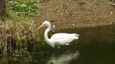 Vahşi kuşlar detaylı bir şekilde yaklaşır. Kuzey Şahin Baykuşu bir levrek avında. Kingfisher Bird, Crested Kingfisher Megaceryle Lugubris 'in kuş rengi geri döndü ve beyaz rengini aldı.