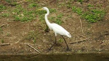 Vahşi kuşlar detaylı bir şekilde yaklaşır. Kuzey Şahin Baykuşu bir levrek avında. Kingfisher Bird, Crested Kingfisher Megaceryle Lugubris 'in kuş rengi geri döndü ve beyaz rengini aldı.