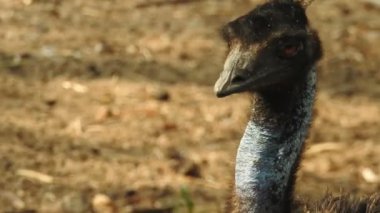 Magic Sparkles Fairy Dust Wand Particle Trail Gold Silver Transition. Magic Sparkles Fairy Dust Wand Particle Trail Silver Zigzag Transition. Transition Particle With Alpha, Blue Circle And Star. Sparkle Light Flying Particles Fairy Dust