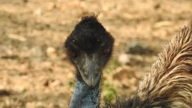 Magic Sparkles Fairy Dust Wand Particle Trail Gold Silver Transition. Magic Sparkles Fairy Dust Wand Particle Trail Silver Zigzag Transition. Transition Particle With Alpha, Blue Circle And Star. Sparkle Light Flying Particles Fairy Dust