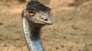 Magic Sparkles Fairy Dust Wand Particle Trail Gold Silver Transition. Magic Sparkles Fairy Dust Wand Particle Trail Silver Zigzag Transition. Transition Particle With Alpha, Blue Circle And Star. Sparkle Light Flying Particles Fairy Dust