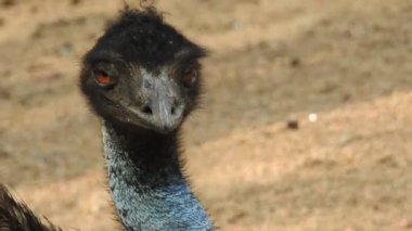 Magic Sparkles Fairy Dust Wand Particle Trail Gold Silver Transition. Magic Sparkles Fairy Dust Wand Particle Trail Silver Zigzag Transition. Transition Particle With Alpha, Blue Circle And Star. Sparkle Light Flying Particles Fairy Dust