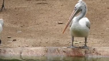 Leylek beyaz, leylek mavi gökyüzüne karşı yuvada. Mavi gökyüzünün arka planında iki leylek, yumurtadan çıkan yumurtalar, Polonyalı kuşlar, bulutlu bir arka plan ile uçan güzel beyaz leylek kolonisi. Uçan kuş.
