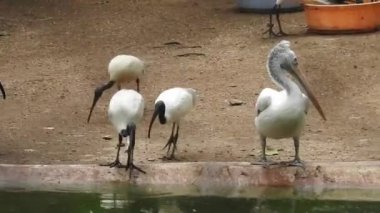 Leylek beyaz, leylek mavi gökyüzüne karşı yuvada. Mavi gökyüzünün arka planında iki leylek, yumurtadan çıkan yumurtalar, Polonyalı kuşlar, bulutlu bir arka plan ile uçan güzel beyaz leylek kolonisi. Uçan kuş.