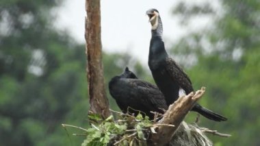 Leylek beyaz, leylek mavi gökyüzüne karşı yuvada. Mavi gökyüzünün arka planında iki leylek, yumurtadan çıkan yumurtalar, Polonyalı kuşlar, bulutlu bir arka plan ile uçan güzel beyaz leylek kolonisi. Uçan kuş.