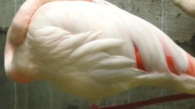 Daha büyük flamingo (Phoenicopterus roseus), grup arasında kuş inişi, günbatımında altın ışıkta yüzen daha büyük flamingoların parıltısı, tuzluklar, Doğu Güney Afrika Burnu. Hayvanat bahçesinde Karayip Flamingosu (Phoenicopterus ruber)