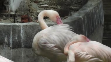 Daha büyük flamingo (Phoenicopterus roseus), grup arasında kuş inişi, günbatımında altın ışıkta yüzen daha büyük flamingoların parıltısı, tuzluklar, Doğu Güney Afrika Burnu. Hayvanat bahçesinde Karayip Flamingosu (Phoenicopterus ruber)