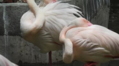 Daha büyük flamingo (Phoenicopterus roseus), grup arasında kuş inişi, günbatımında altın ışıkta yüzen daha büyük flamingoların parıltısı, tuzluklar, Doğu Güney Afrika Burnu. Hayvanat bahçesinde Karayip Flamingosu (Phoenicopterus ruber)