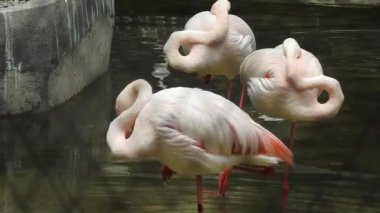 Daha büyük flamingo (Phoenicopterus roseus), grup arasında kuş inişi, günbatımında altın ışıkta yüzen daha büyük flamingoların parıltısı, tuzluklar, Doğu Güney Afrika Burnu. Hayvanat bahçesinde Karayip Flamingosu (Phoenicopterus ruber)