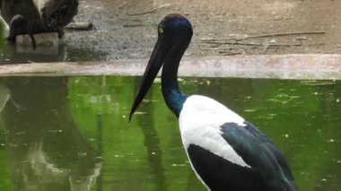 Leylek beyaz, leylek mavi gökyüzüne karşı yuvada. Mavi gökyüzünün arka planında iki leylek, yumurtadan çıkan yumurtalar, Polonyalı kuşlar, bulutlu bir arka plan ile uçan güzel beyaz leylek kolonisi. Uçan kuş.