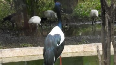 Leylek beyaz, leylek mavi gökyüzüne karşı yuvada. Mavi gökyüzünün arka planında iki leylek, yumurtadan çıkan yumurtalar, Polonyalı kuşlar, bulutlu bir arka plan ile uçan güzel beyaz leylek kolonisi. Uçan kuş.