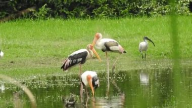 Leylek beyaz, leylek mavi gökyüzüne karşı yuvada. Mavi gökyüzünün arka planında iki leylek, yumurtadan çıkan yumurtalar, Polonyalı kuşlar, bulutlu bir arka plan ile uçan güzel beyaz leylek kolonisi. Uçan kuş.