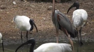 Leylek beyaz, leylek mavi gökyüzüne karşı yuvada. Mavi gökyüzünün arka planında iki leylek, yumurtadan çıkan yumurtalar, Polonyalı kuşlar, bulutlu bir arka plan ile uçan güzel beyaz leylek kolonisi. Uçan kuş.